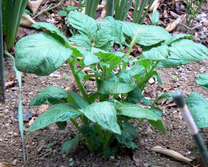 ���ɑ������ƒ�؉��̃W���K�C��