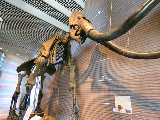 茨城県自然博物館のマンモスの骨格標本