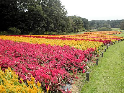 ���c�����u�ːX�ь����ŃP�C�g�E���ӏ�