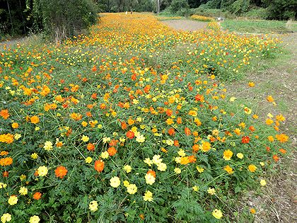 東武トレジャーガーデンのコスモス