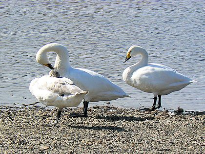 �쓇�̔���