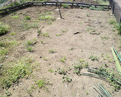 �؂肽�s���_���̔�