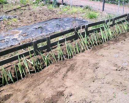 �s���_���ɐA�����l�M�c