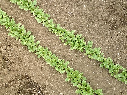 芽が出た大根葉